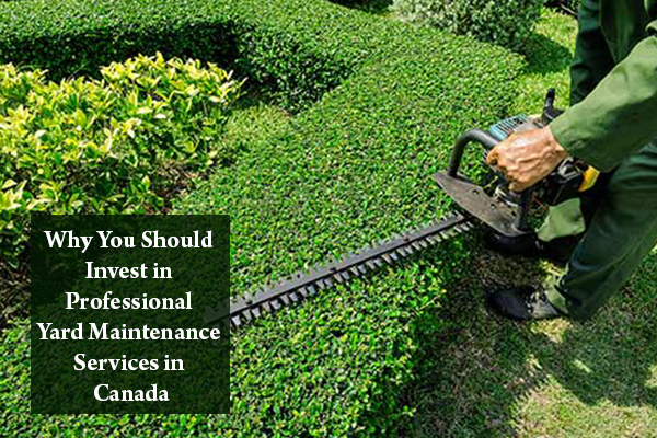 Professional Yard Maintenance Services